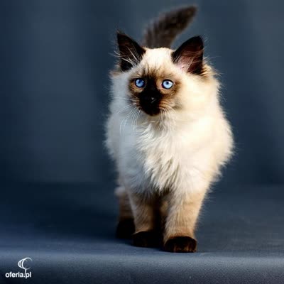 涅瓦河假面猫-品系百科