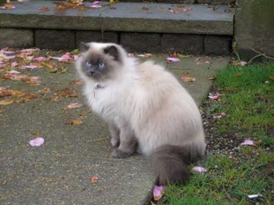 喜马拉雅猫-品系百科