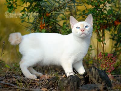 湄公短尾猫-品系百科