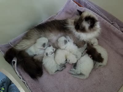 喜马拉雅猫-品系百科