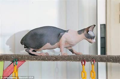 巴比诺短尾猫-品系百科