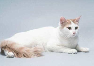 土耳其梵猫-品系百科