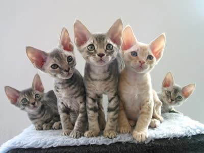 德文卷毛猫-品系百科