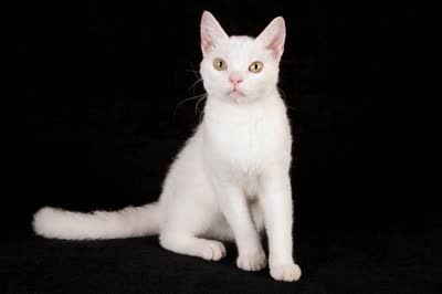 美国刚毛猫-品系百科