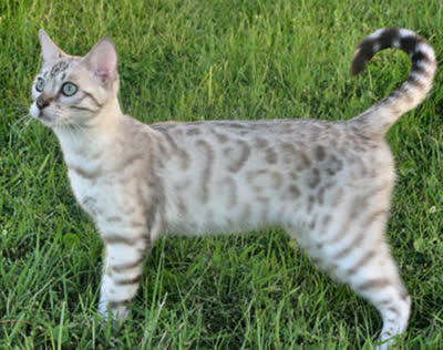孟加拉豹猫-品系百科