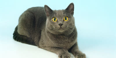 欧洲短毛猫-品系百科