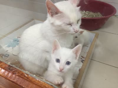 土耳其梵科迪斯猫-品系百科