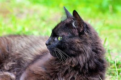 约克巧克力猫-品系百科