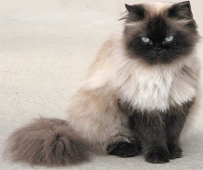 喜马拉雅猫-品系百科