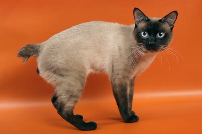 湄公短尾猫-品系百科