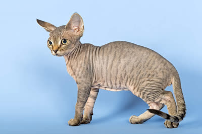 德文卷毛猫-品系百科