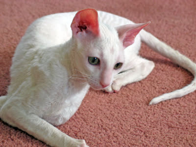 柯尼斯卷毛猫-品系百科