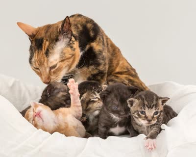 德国卷毛猫-品系百科