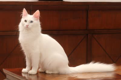 土耳其安哥拉猫-品系百科