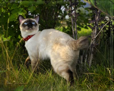 湄公短尾猫-品系百科