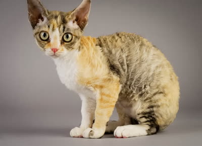 德国卷毛猫-品系百科
