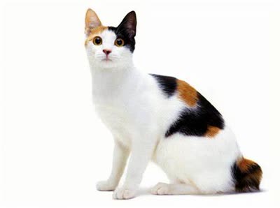 日本短尾猫-品系百科