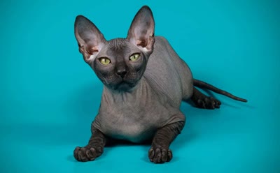 顿斯科伊猫-品系百科