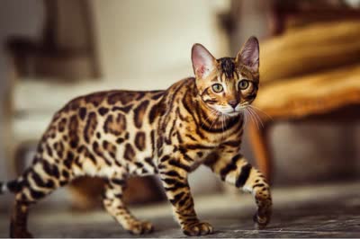 塞伦盖蒂猫-品系百科