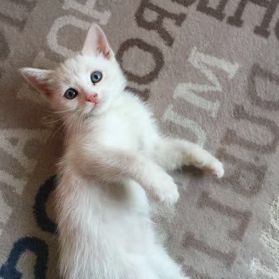 土耳其梵科迪斯猫-品系百科