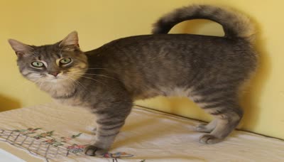 美国卷尾猫-品系百科