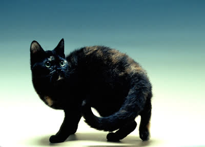 美国刚毛猫-品系百科