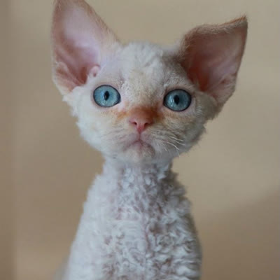 德文卷毛猫-品系百科
