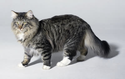 挪威森林猫-品系百科