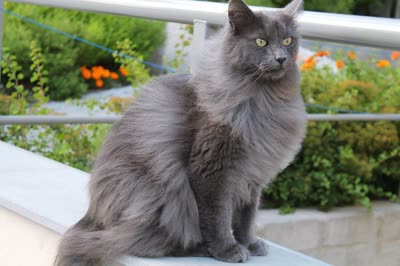 尼比隆猫-品系百科 尼比隆猫-品系百科