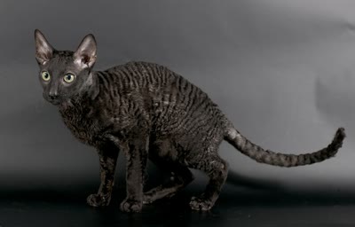 柯尼斯卷毛猫-品系百科