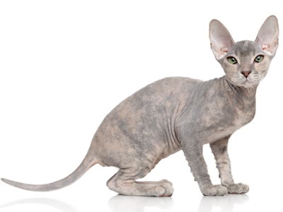 顿斯科伊猫-品系百科