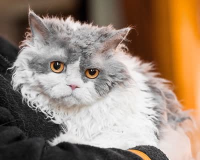 塞尔凯克卷毛猫-品系百科