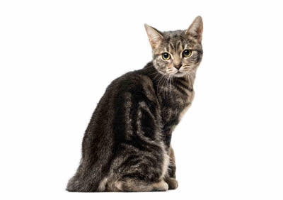 欧洲短毛猫-品系百科