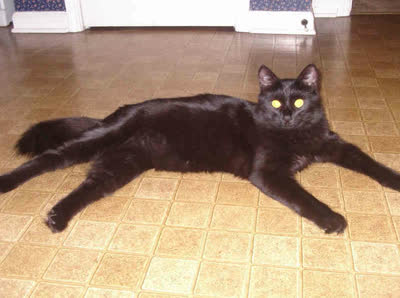 约克巧克力猫-品系百科