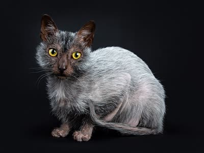狼猫-品系百科