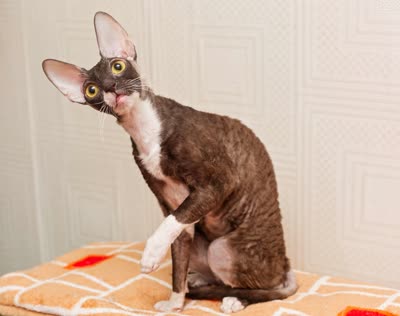 柯尼斯卷毛猫-品系百科