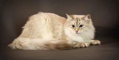 涅瓦河假面猫-品系百科