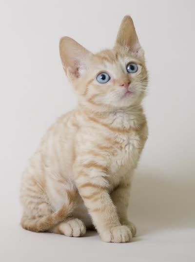 德国卷毛猫-品系百科 德国卷毛猫-品系百科
