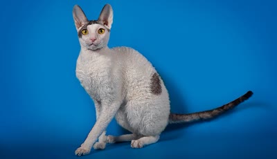 柯尼斯卷毛猫-品系百科