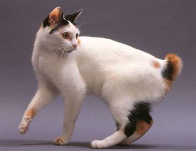 日本短尾猫-品系百科