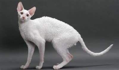 柯尼斯卷毛猫-品系百科 柯尼斯卷毛猫-品系百科
