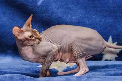 顿斯科伊猫-品系百科