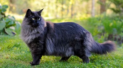 挪威森林猫-品系百科