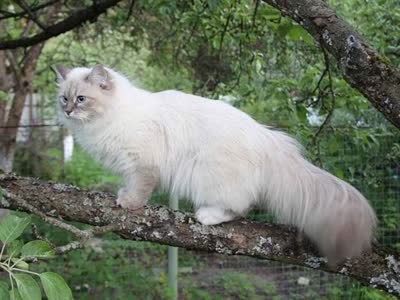 涅瓦河假面猫-品系百科