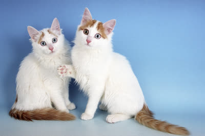 土耳其梵猫-品系百科 土耳其梵猫-品系百科