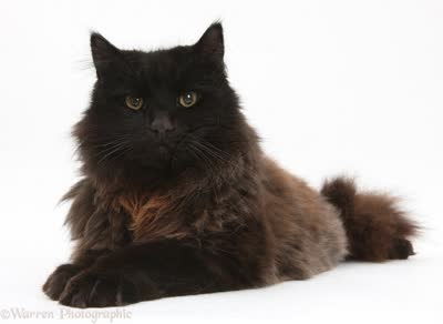 约克巧克力猫-品系百科