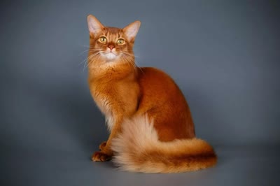 索马里猫-品系百科