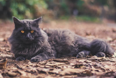 尼比隆猫-品系百科