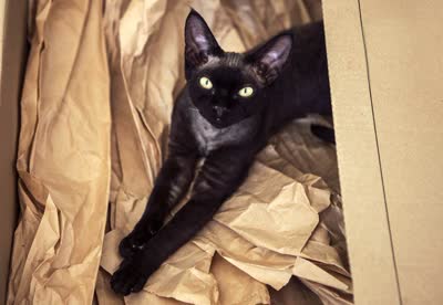德文卷毛猫-品系百科