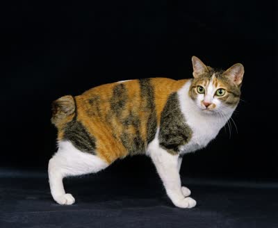 日本短尾猫-品系百科